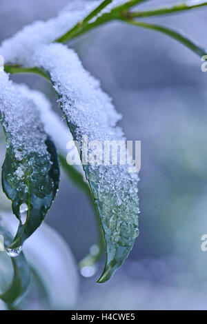 Ice-crystals on bay leaf Stock Photo