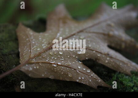 Raindrops on a leaf Stock Photo