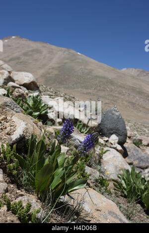 Pamir region Russian Federation Central Asia mountain landscapes Stock Photo