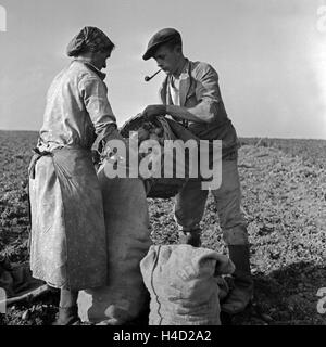 Ein Bauer mit seiner Frau bei der Kartoffelernte in der Eifel, Deutschland 1930er Jahre. A farmer and his wife doing the potatoe harvest at Eifel region, Germany 1930s. Stock Photo