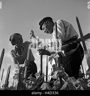 Winzerin und alter Winzer bei der Arbeit im Weinberg, Deutschland 1930er Jahre. Winemakers at work in the vineyard, Germany 1930s. Stock Photo