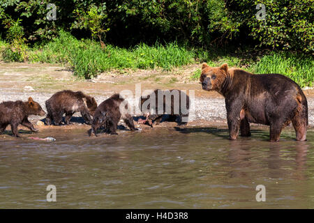 View of a bear with cubs go to a river bank fishing for salmon in Kamchatka region, Russia Stock Photo