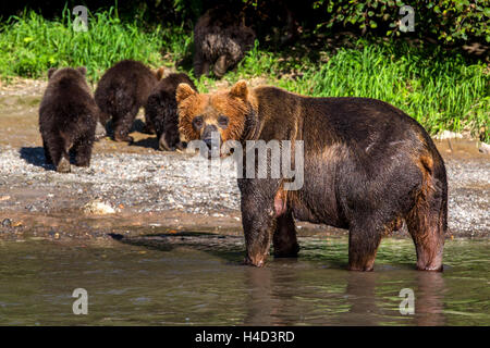 View of a bear with cubs go to a river bank fishing for salmon in Kamchatka region, Russia Stock Photo