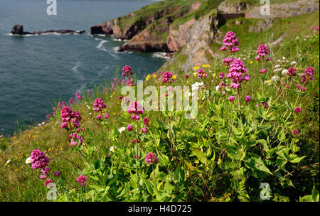 Red Valerian (Centranthus ruber) growing on the cliff-tops at Berry Head. Stock Photo