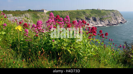 Red Valerian (Centranthus ruber) growing on the cliff-tops at Berry Head. Stock Photo