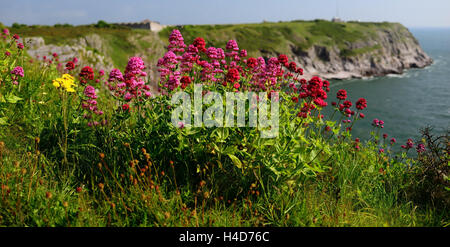 Red Valerian (Centranthus ruber) growing on the cliff-tops at Berry Head. Stock Photo