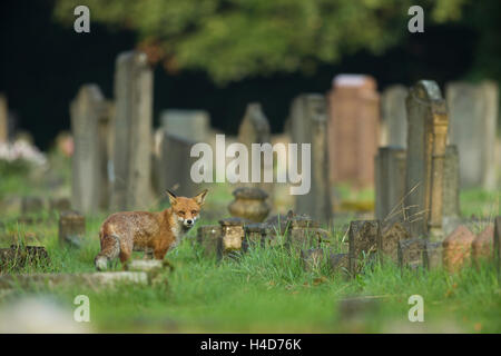 Red fox in a grave yard in London Stock Photo
