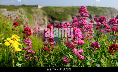 Red Valerian (Centranthus ruber) growing on the cliff-tops at Berry Head. Stock Photo