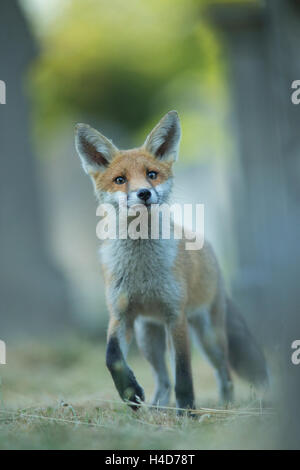 Curious Red fox portrait in woodland of a cemtery. Stock Photo