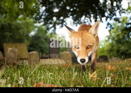 close up of a Red fox in a church yard. Stock Photo