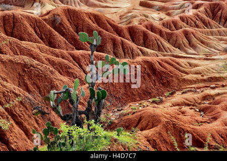 Republic Colombia, Tatacoa desert, scenery in the department Huila, Desierto de la Tatacoa Stock Photo