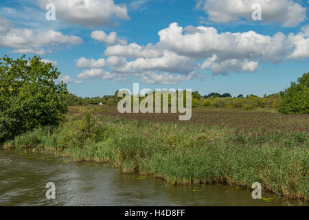 Reeds on River Bure, near Horning, Norfolk, England Stock Photo