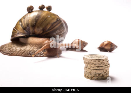 African giant snail with three babies on her shell and two older babies by her side and pound coin stack in front Stock Photo
