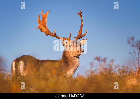 A wild male fallow deer in early morning sunlight. Photographed in autumn in rut season in The Netherlands.