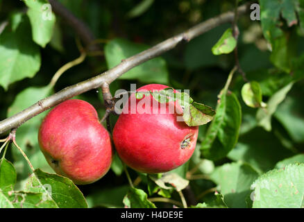 red apples on the tree Stock Photo