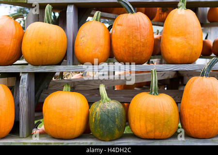 Variety of pumpkins on shelves Stock Photo