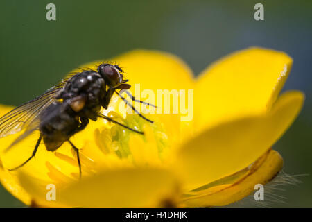 Musca domestica | fly Stock Photo