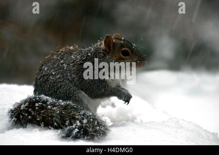 Gray squirrel in Snow blizzard Stock Photo