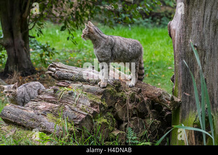 European wildcat (Felis silvestris silvestris) with young on woodpile in forest Stock Photo