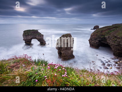 Pair of sea arches out to sea with pink thrift wild flowers in the foreground at sunset on a Spring morning Stock Photo