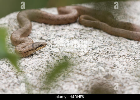 Smooth snake (Coronella austriaca) in thermoregulation upon a stone in the wood. Stock Photo