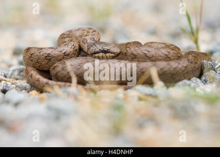 Smooth snake (Coronella austriaca) in thermoregulation on little stones ground. Stock Photo