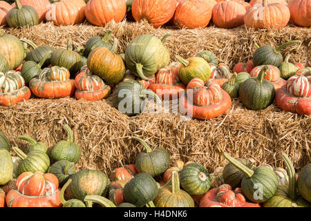 Mixture of Pumpkin and Squash in a Pumpkin Patch in Northern California Stock Photo