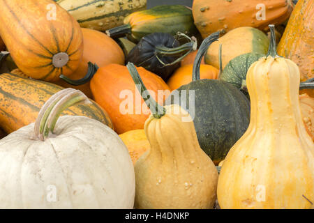 Variety of Pumpkin and Squash on a Pumpkin Patch stand in Northern California Stock Photo