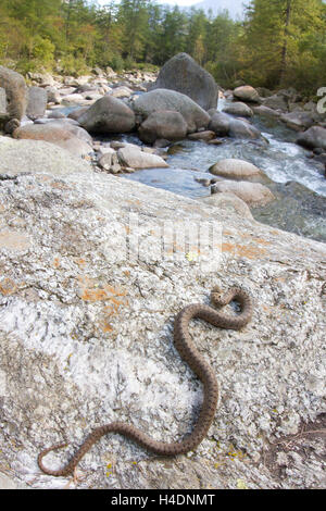 Smooth snake (Coronella austriaca) in thermoregulation near an Alpine river. Stock Photo