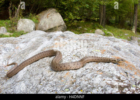 Smooth snake (Coronella austriaca) in termo-regulation. Stock Photo
