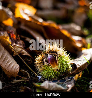 prickly green, harvest, forage, sweet chestnut, english woodland, autumn, emerging, nature, nuts, chestnut Stock Photo