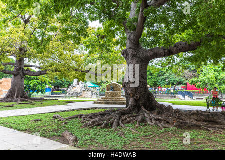 Ceiba tree, Parque Cespedes, historical Old Town Havana, Habana Vieja, Cuba, the Greater Antilles, the Caribbean, Central America, America Stock Photo