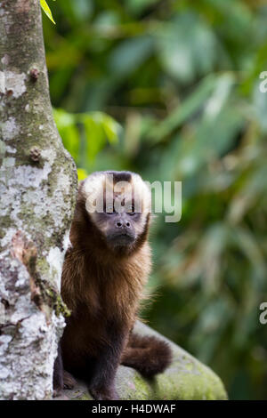 Large headed capuchin monkey Stock Photo