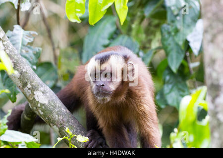 Large headed capuchin monkey Stock Photo