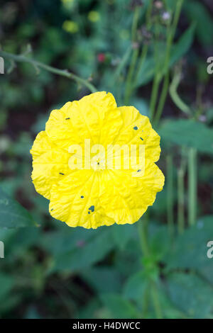 luffa yellow flower
