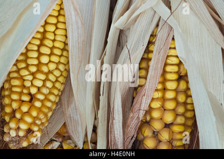 Cobs of corn with grain, silk and dry leaves Stock Photo