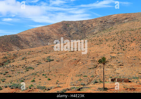 Palm tree on red soil volcanic field in mountain scenery, Fuerteventura, Canary Islands, Spain Stock Photo