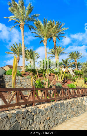 Palm trees in tropical gardens along a promenade in Morro Jable town, Fuerteventura island, Spain Stock Photo