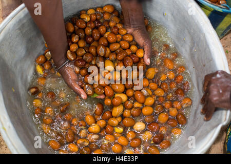 Shea nuts are washed after the fruit is removed as part of the shea butter making process in rural Réo, Burkina Faso. Stock Photo