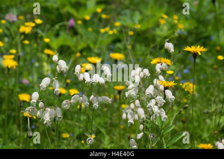 Silene vulgaris is a plant species of the genus Silene of the pink family (Caryophyllaceae). Stock Photo