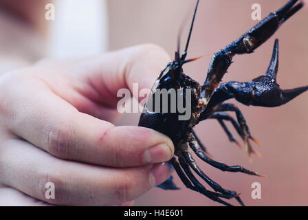 man holding wild Signal crayfish in hand Stock Photo