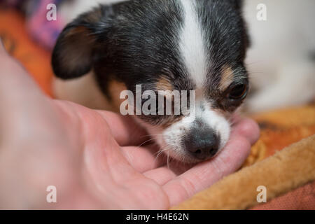 very little puppy laying sadly on the owners hand Stock Photo