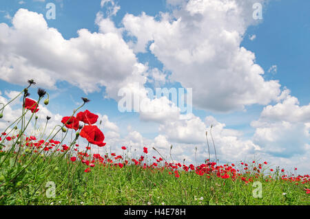 poppies on green field and blue sky Stock Photo