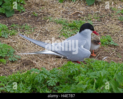 Arctic tern by nest with young chick Stock Photo