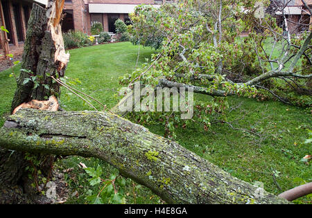 Storm damaged tree laying on the ground Stock Photo