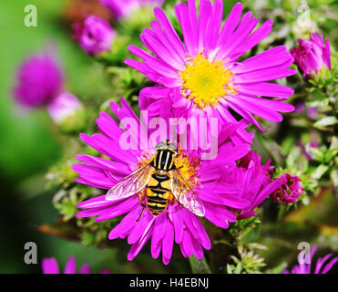 Drone Fly on the purple Aster bloom Stock Photo