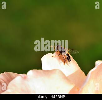 Drone Fly on the rose petals Stock Photo