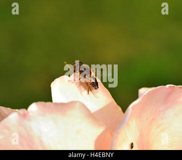 Drone Fly on the rose petals Stock Photo