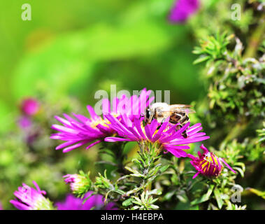 Drone Fly on the purple Aster bloom Stock Photo