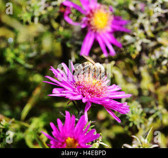 Drone Fly on the purple Aster bloom Stock Photo